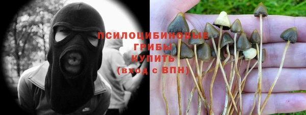 прущие грибы Абаза